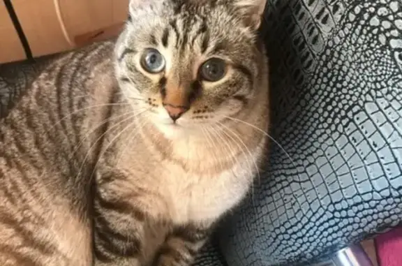 Кошки потеряшки, Межевой, фото: Потеряшка кот в п. Межевой, Горняк 1.