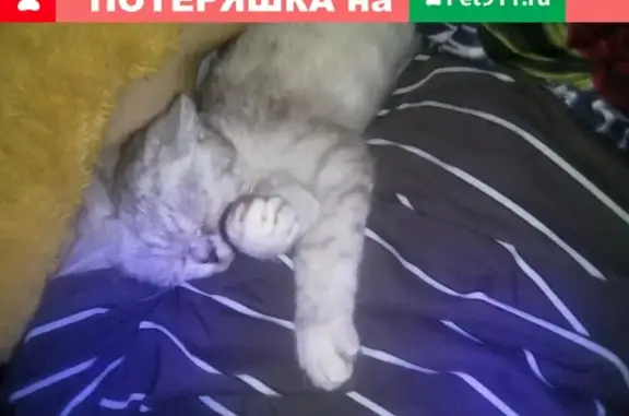 Пропала кошка в районе Соснево (Боня, маленькая, пугливая)