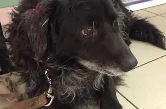 Найдена пожилая собака с рваной раной в Иркутске