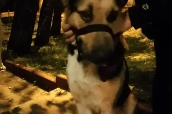 Собака найдена на Первомайской в Долгопрудном
