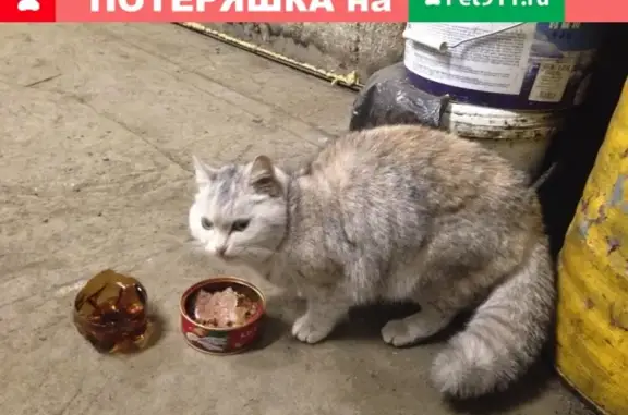 Найдена серая кошка в Химмаше, Екатеринбург