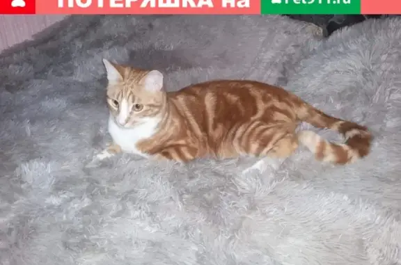 Пропала кошка Мартин в Клинцах, Брянская область