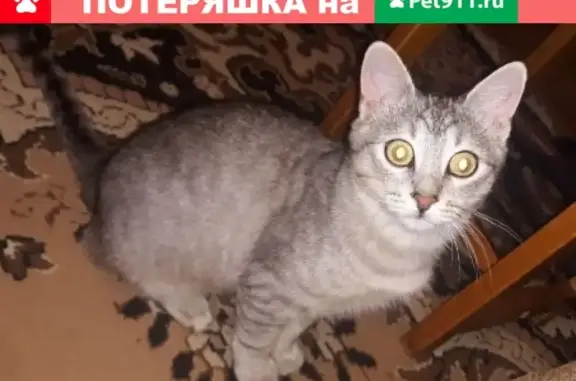 Пропал кот Вася в Егорьевске