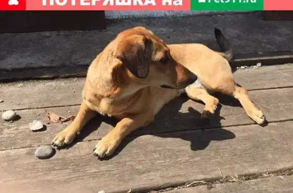 Найдена собака на Николая Буды, Канск