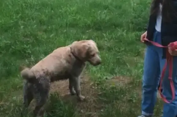 Собака найдена в садах, ищем хозяина - Ульяновск