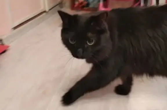 Найдена пушистая черная кошка на улице Синяева (Екатеринбург)