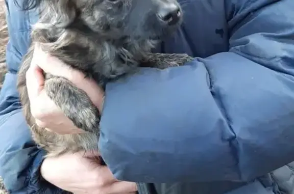 Собака найдена в Сургуте, ищем хозяина!