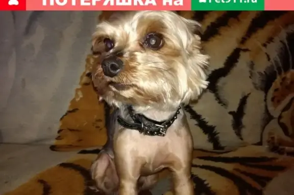 Пропала собака на ул. Шувалова, Струнино