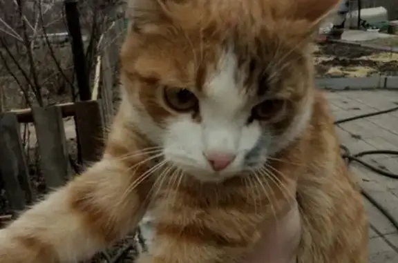 Пропал кот Гери в Копейске, Челябинская область
