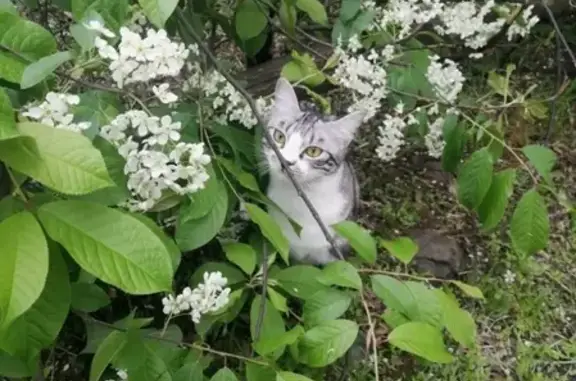 Кошки потеряшки, Владивосток, фото: Потеряшка кошка Мася в районе бухты Десантная