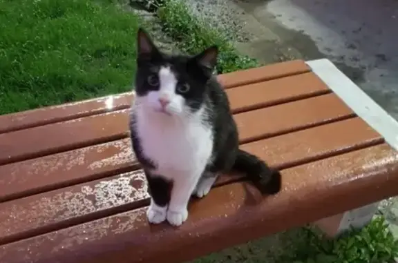 Найден домашний кот в Приморском районе, Санкт-Петербург
