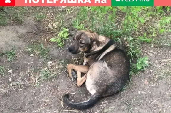 Найдена собака возле 39 школы в Ангарске