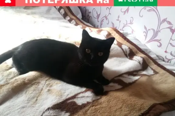 Пропала кошка Котя на ул. Карякина, Ишим