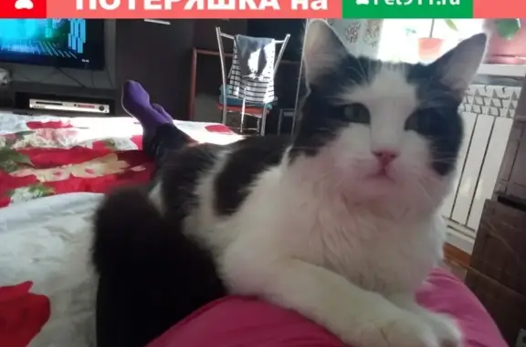 Пропал кот в Сызрани, помогите найти!