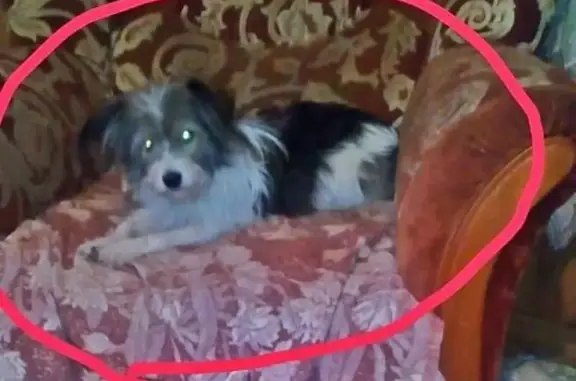 Пропала собака Муха на Семирадского, Седанка