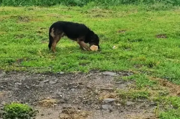 Собака найдена в Россошь, Воронежская область!
