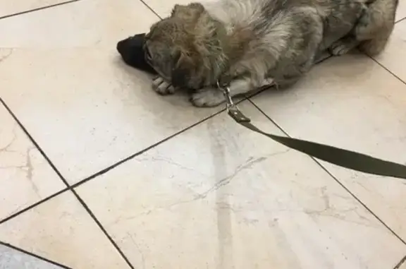 Пропала собака в Волжском, возможно на улице Пушкина.