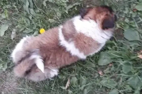 Пропал пёс на улице Дружбы Народов 1 (Ульяновск)
