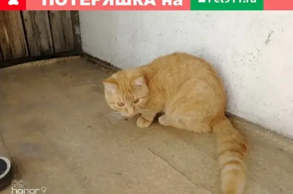 Пропал кот на ул. Комарова 16, Хакасия