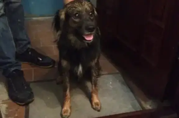 Найдена домашняя собака на В-16, Ростовская область