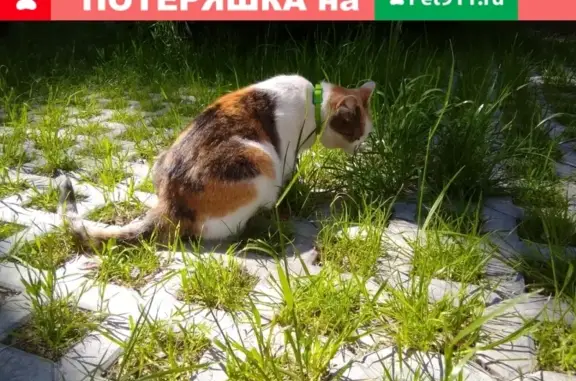 Найдена кошка на улице Гришина, Москва, ЗАО