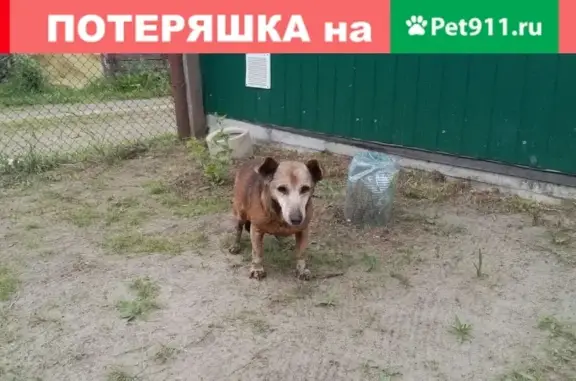 Собаки потеряшки, Псков, фото: Потеряшка собака Семен в СНТ Великорецкое, Псков