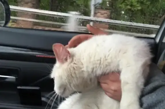 Найдена кошка в Красном Селе, СПб
