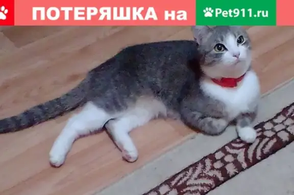 Пропала кошка Даша в Бугульме, Республика Татарстан