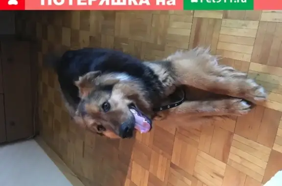 Собака ищет хозяина в Красногорске.