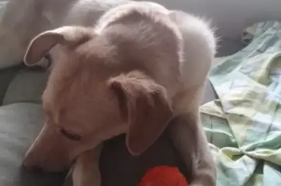 Пропала собака Блонда в Приокском, Рязань