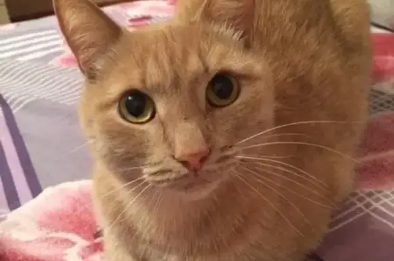 Кошки потеряшки, Глазовский район, фото: Потеряшка кот Семён в Глазовском районе, Удмуртская Республика