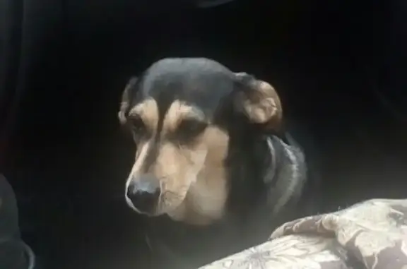Пропала собака Перси в Инте, вознаграждение.