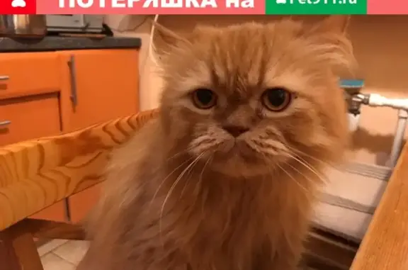 Пропал кот на снт «Юбилейные», Ивангород.