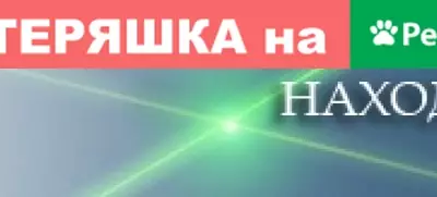 Найдена кошка в Костомукше, ул. Таёжный, 8