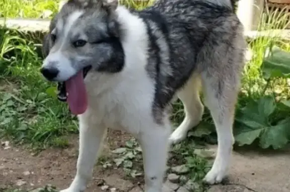 Найдена собака в Можайском районе, деревня Гальчино.