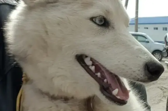 Пропала собака лайка в Надыме, Ямало-Ненецкий АО, 26 мая