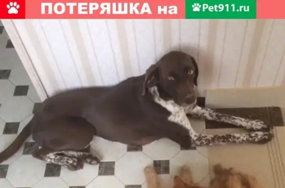 Пропала собака Моника в районе Вишнёвая-Тепличная, Сочи.