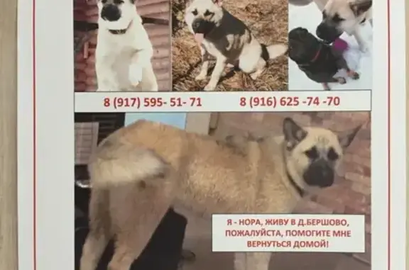 Пропала собака в лесу около д. Бершово, Московская область