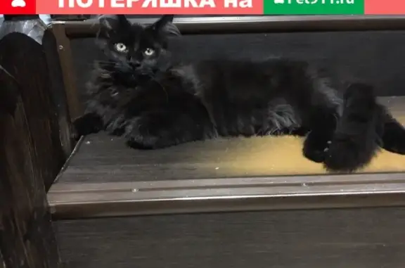 Пропала кошка на улице Комсомольской, вознаграждение за возврат.