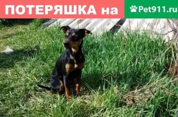 Собака найдена в районе Суховской, ищем хозяев.