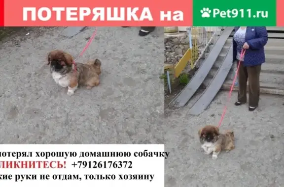Найдена домашняя собака в Екатеринбурге.
