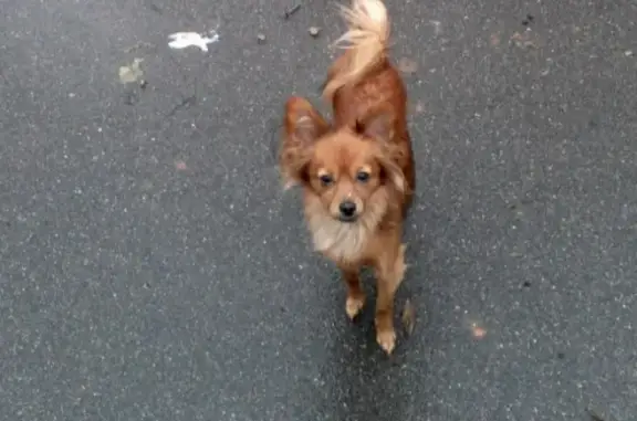 Собаки потеряшки, деревня Киселёвка, фото: Потеряшка собака на Киселевке, тойтерьер девочка!