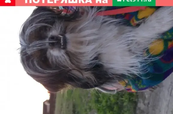 Найдена собака в Горном Щите, Екатеринбург