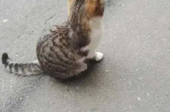 Найдена домашняя кошка в Лефортово, Москва