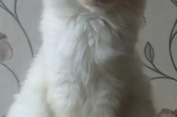 Пропал белый кот Каспер в Белорецке, Башкортостан