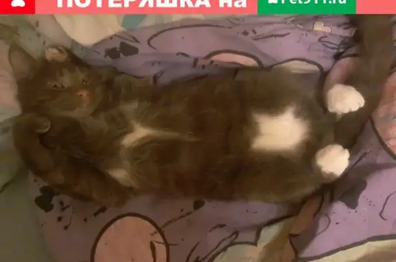Пропала кошка в Севастополе #пропал@sevanimals