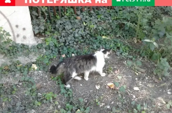 Найдена кошка на ул. Суворова, Ставрополь