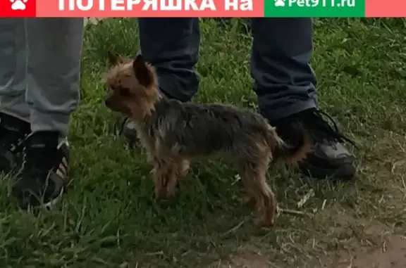 Пропала собака Майя на ул. Зелёная, Балашиха