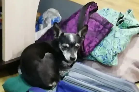 Найдена собака в Чите, ищу хозяина