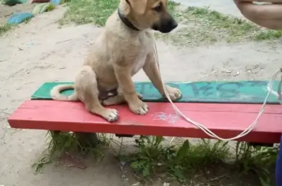 Найден щенок на ул. Усова